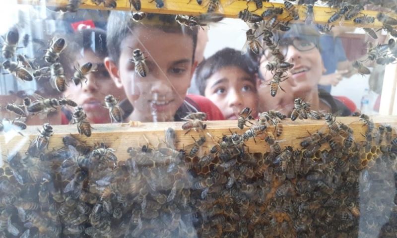 Arıların ve Arıcılığın Dünyasını Meraklı Gözlerle İzlediler