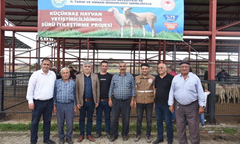 Kula ve Selendi’de Üreticiye Damızlık Koç Desteği