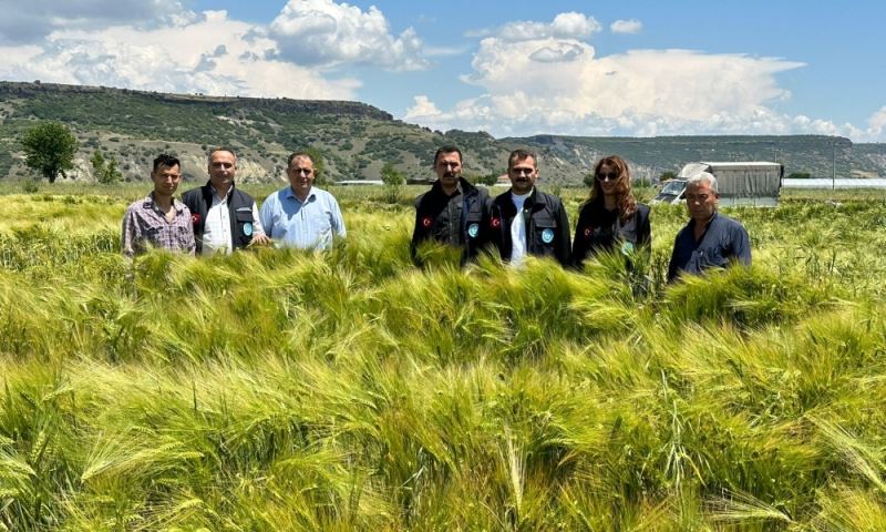Büyükşehir’in Dağıttığı Arpa ve Buğday Tohumları Verimliliğiyle Yüz Güldürdü