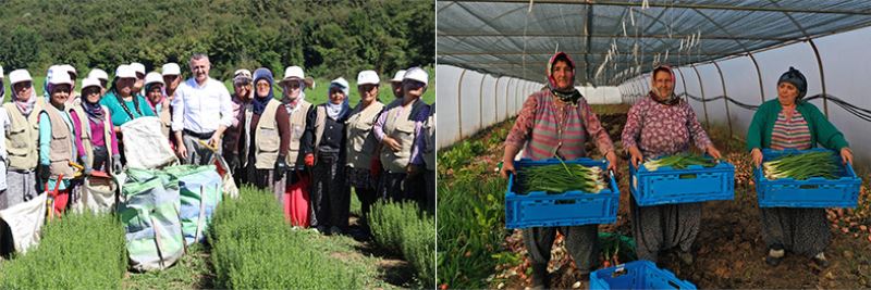 Büyükşehir’den kooperatiflere yüzde 75 hibeli tarım desteği