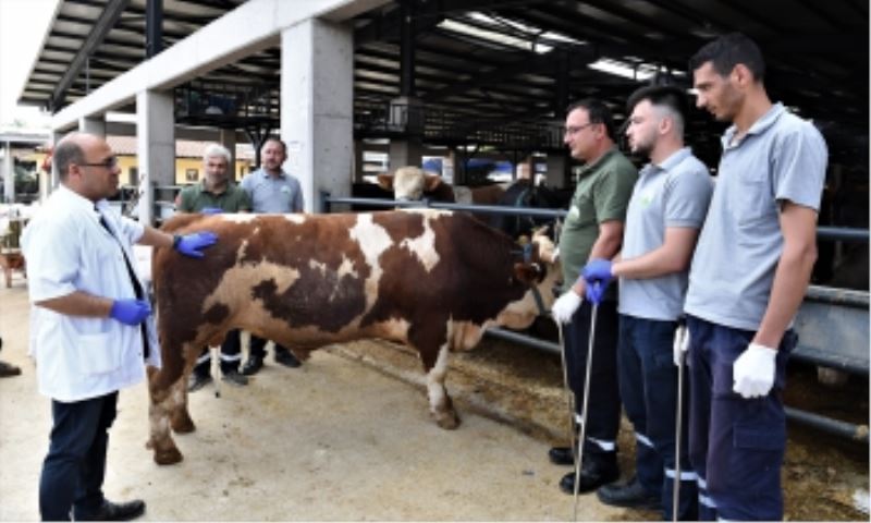 Osmangazi’de Kurban Yakalama Timleri Göreve Hazır
