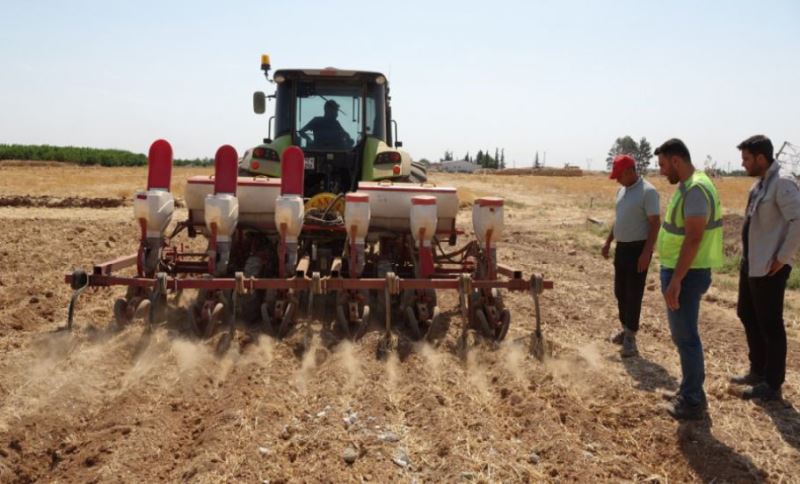 Büyükşehir Belediyesi Mısır Ekimine Başladı