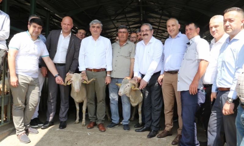 Damızlık koçlar üreticilere teslim edildi