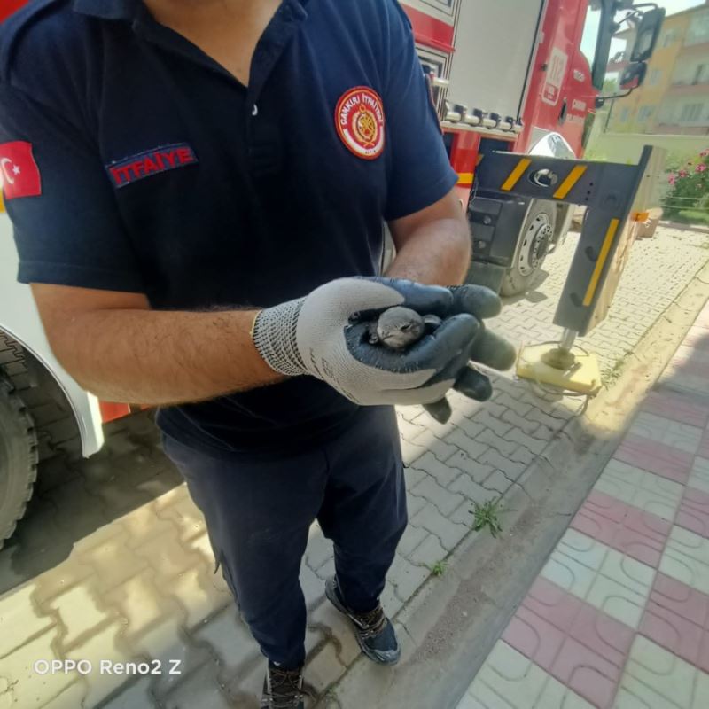 Yavru Kırlangıç İtfaiye Ekiplerince Kurtarıldı