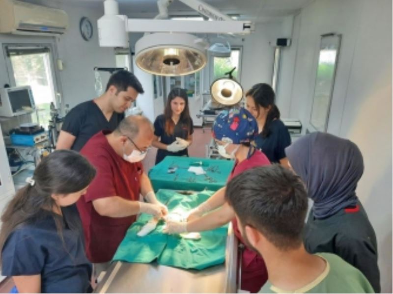 Araç Çarpan Kedi Yapılan Operasyonla Hayata Tutundu