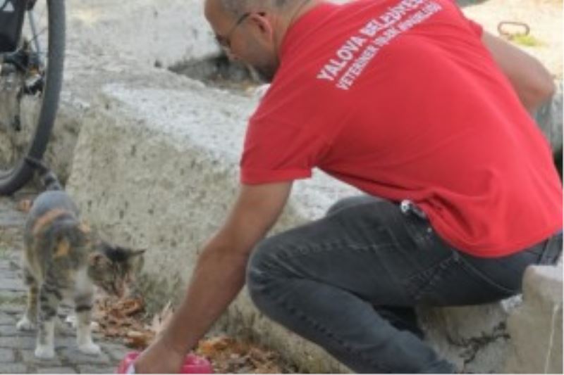 YALOVA’DA SOKAK HAYVANLARI SUYU KANA KANA İÇTİ
