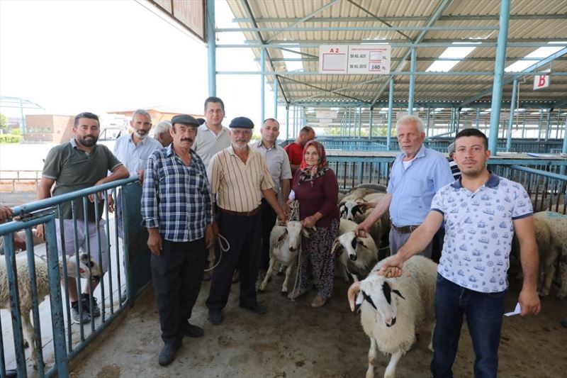 Büyükşehir damızlık koç ve teke dağıtımı sürüyor