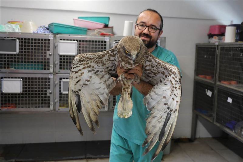 Büyükşehir yaban hayatına da sahip çıkıyor