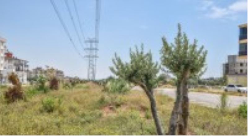 Kepez kocaman bir zeytin bahçesi oluyor