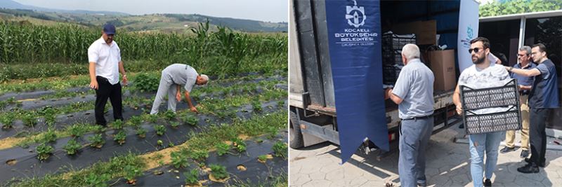 Kocaeli’de üreticilere 118 bin çilek fidesi dağıtıldı