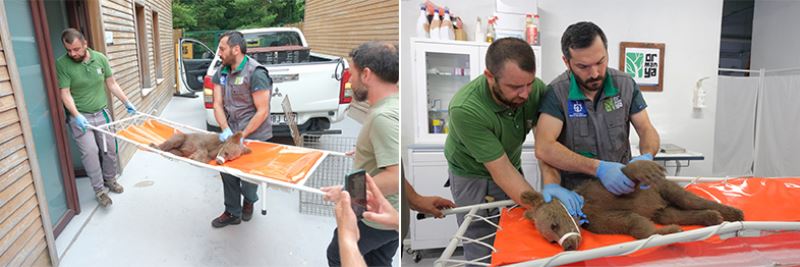 Yaralı boz ayı Ormanya’da yaşama tutundu