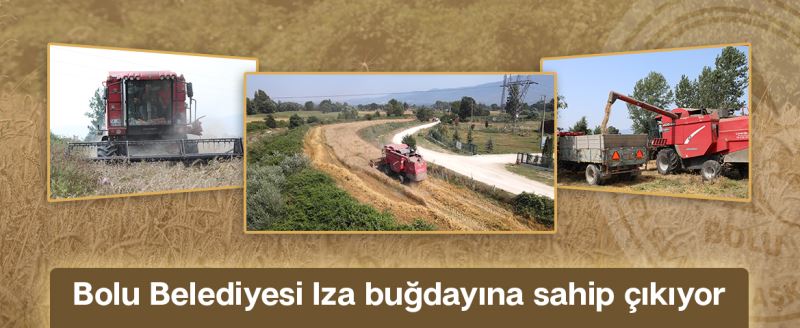650 dönüm tarlada Iza buğdayı hasadı başladı