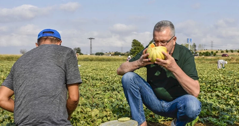 Karacabeyli çiftçiler kavun hasadından memnun