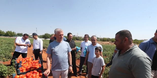 Başkanımız Çiftçilerle Tarlada Domates, Biber Topladı