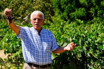 BÜYÜKŞEHİR’İN SIVI GÜBRE DESTEĞİ HASATTA ÇİFTÇİNİN YÜZÜNÜ GÜLDÜRDÜ