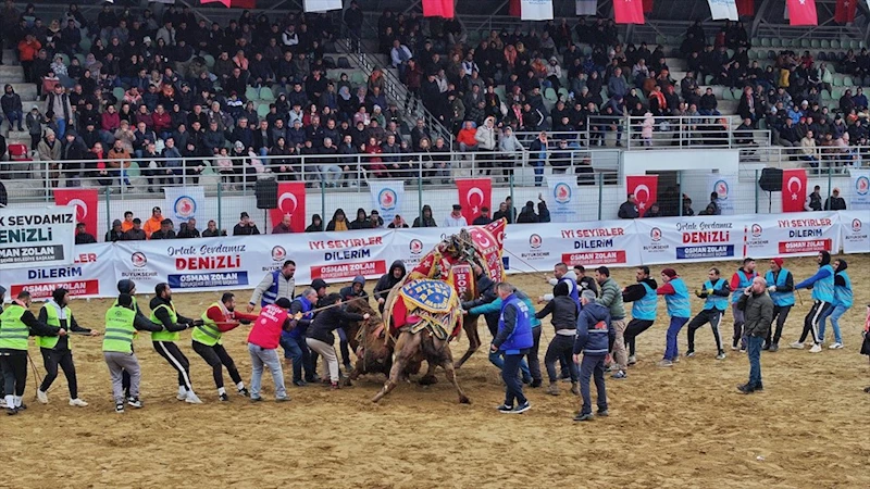 Denizlililer deve güreşi heyecanını doyasıya yaşadı