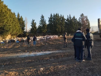 Tarım Arazilerine Zarar Veren Koyunlara Zabıta Müdahale Etti