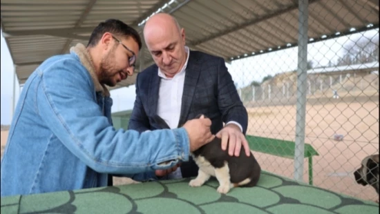 SOKAK HAYVANLARI DARICA
