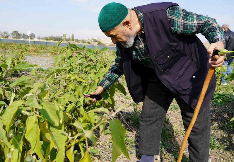 Bostanın son hasadı huzurevi sakinlerinden