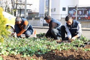 1 milyon çiçek toprakla buluşmaya başladı