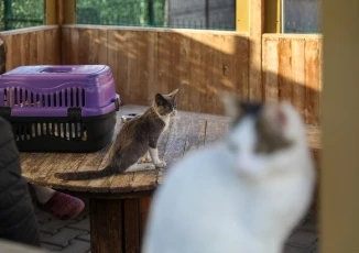 Buca Belediyesi’nden kısırlaştırma seferberliği