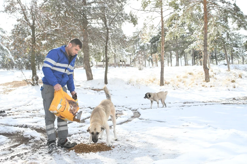 AKSARAY BELEDİYESİNDEN SOĞUK KIŞ GÜNLERİNDE SOKAK HAYVANLARINA SICAK DOKUNUŞ