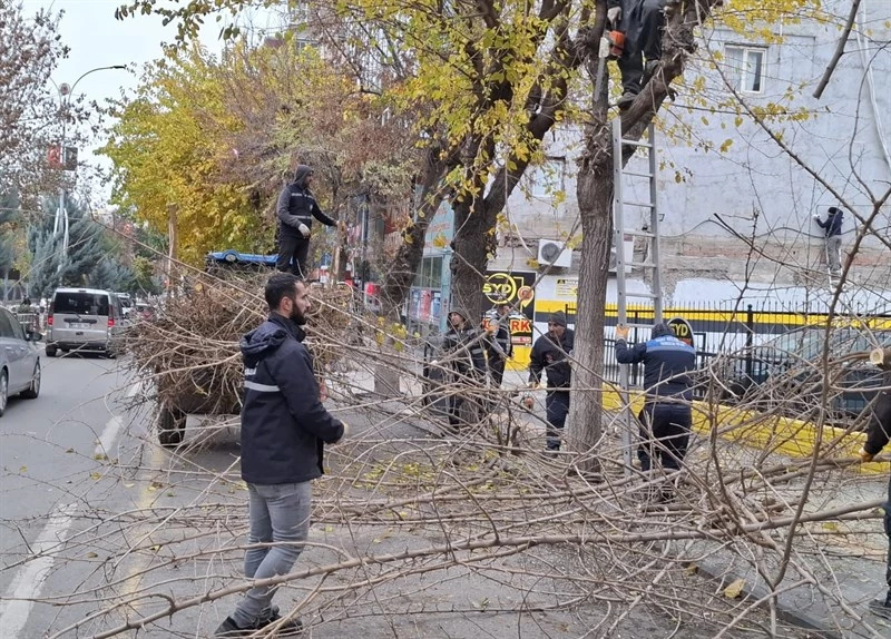 Siirt Belediyesi Şehir Merkezinde Ağaç Bakım ve Budama Çalışmalarına Devam Ediyor