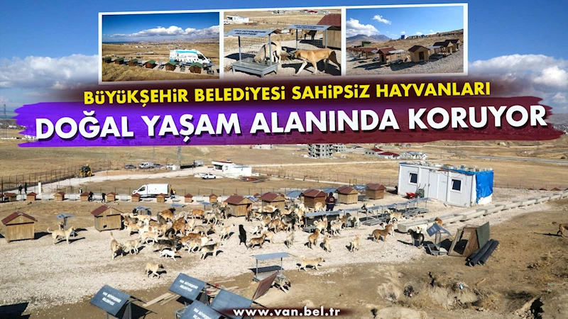 Büyükşehir Belediyesi sahipsiz hayvanları doğal yaşam alanında koruyor