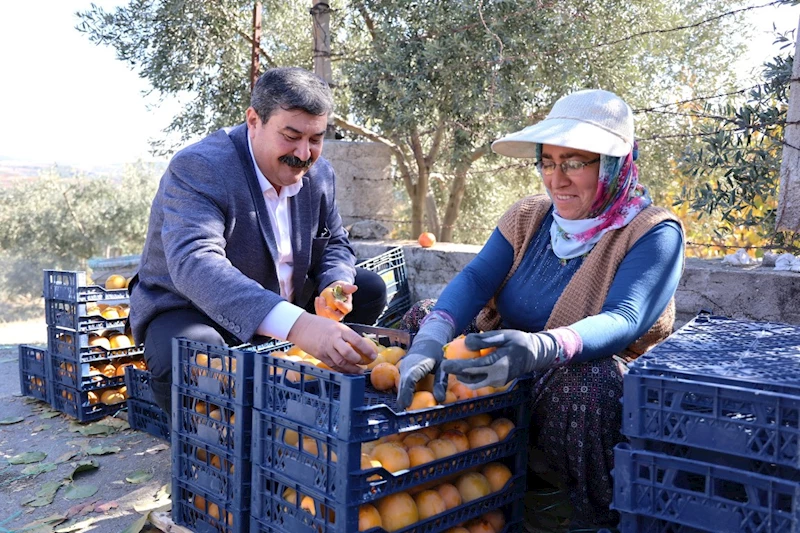 TOROSLAR BELEDİYE BAŞKANI YILDIZ, CENNET MEYVESİ HASADINA KATILDI