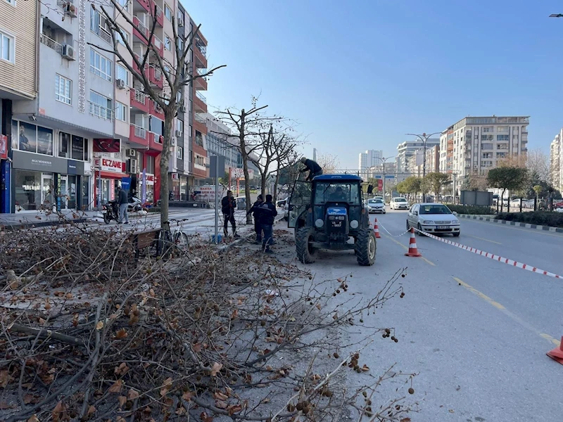 Mimar Sinan Bulvarı’ndaki Çınar Ağaçlarına Kış Bakımı Yapıldı