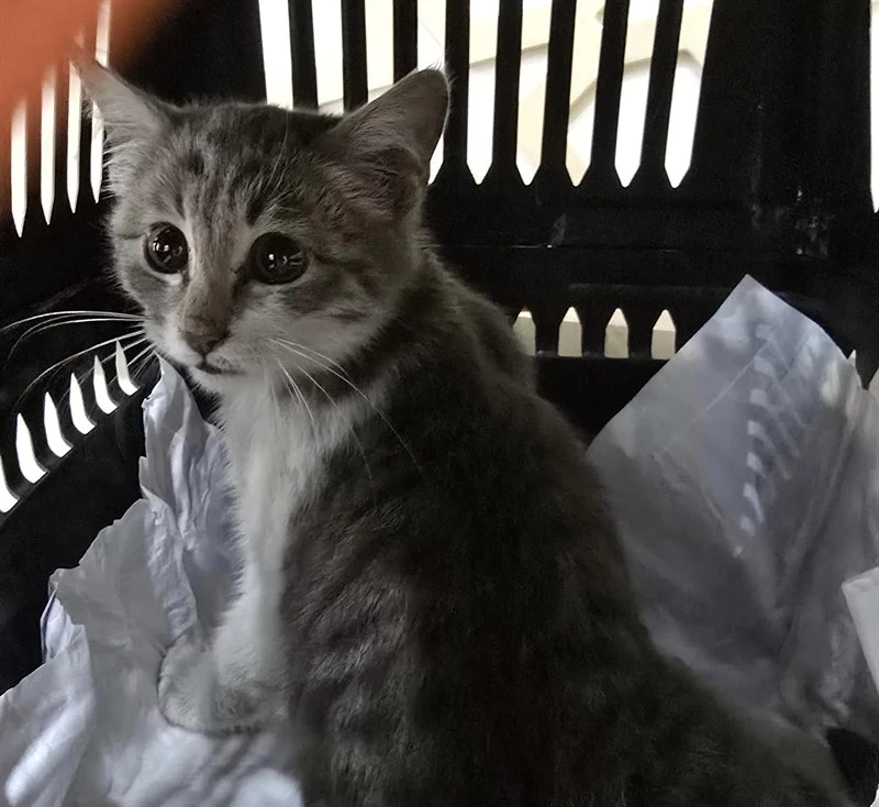 YARALI KEDİ İLK TEDAVİSİN ARDINDAN VAN
