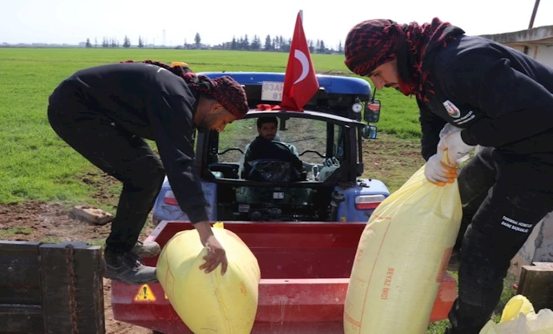 Büyükşehir’in Ektiği Buğdaya Gübre Atıldı