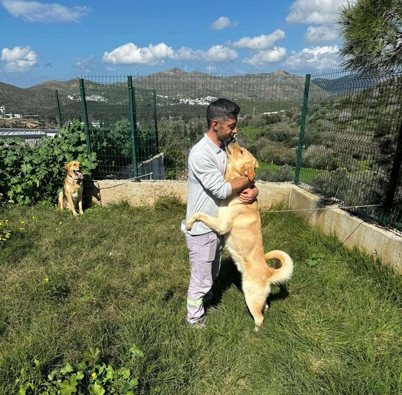 ZEHİRLENEN 5 KÖPEK BELEDİYE EKİPLERİ TARAFINDAN KURTARILDI