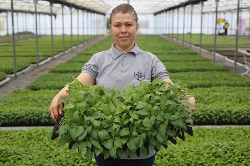 Özlem Çerçioğlu Ata Tohumları Projesinin Kapasitesini Yıllık 10 Milyon Fideye Çıkarıyor