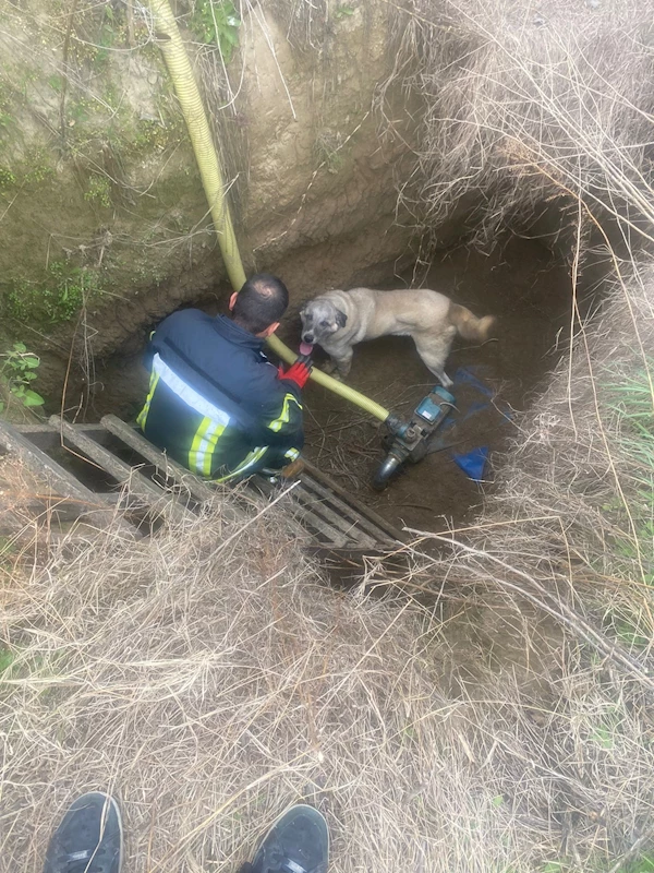 Büyükşehir İtfaiyesi Çaresiz Köpeğin Yardımına Koştu