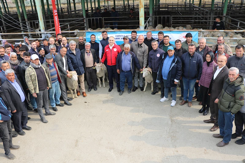 Büyükşehirden 3 Günde 250 Damızlık Koç Desteği