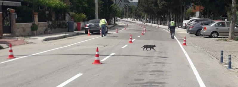 Trafikte Yaya ve Sürücü Güvenliği için Çalışmalar Sürüyor