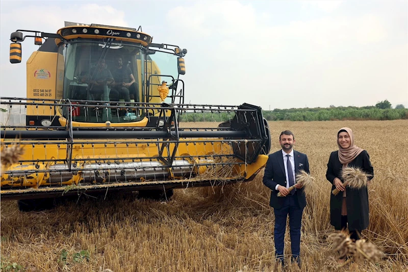 AKDENİZ’DE EKMEKLİK YAKAMOZ BUĞDAYININ HASADI YAPILDI