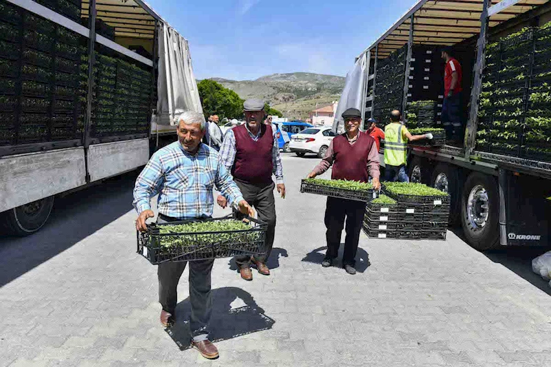 ANKARA BÜYÜKŞEHİR BELEDİYESİNİN SEBZE FİDESİ DAĞITIMI TEKRAR BAŞLADI