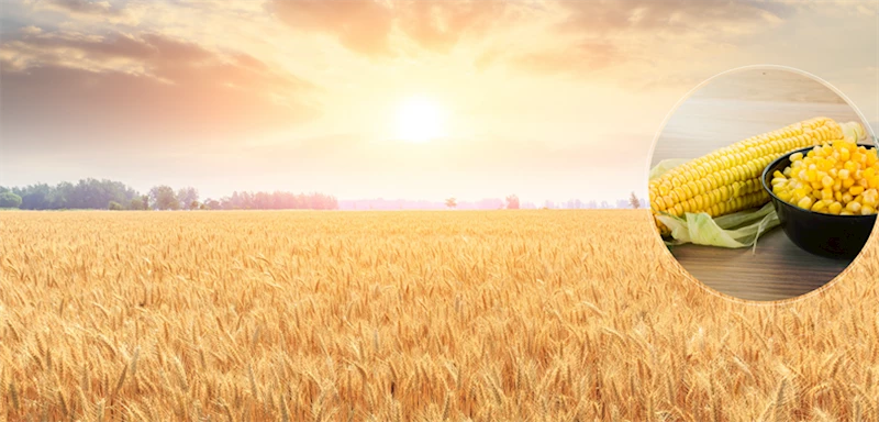 1 MİLYAR 221 MİLYON LİRALIK DESTEKLEME ÖDEMESİ BUGÜN HESAPLARA AKTARILIYOR