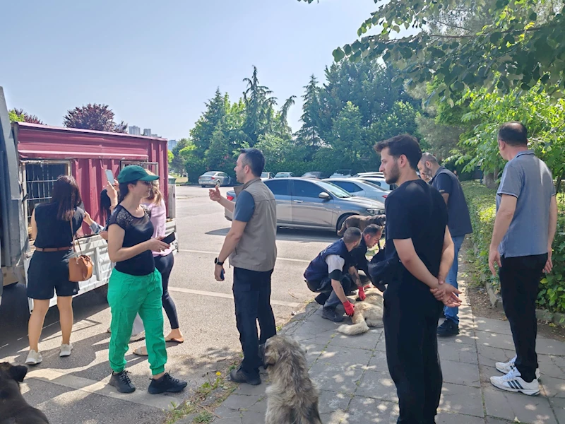 YAHYA KAPTAN’DAKİ SALDIRGAN KÖPEKLERE İZMİT BELEDİYESİ VE HAYVANSEVERLERDEN ORTAK MÜDAHALE