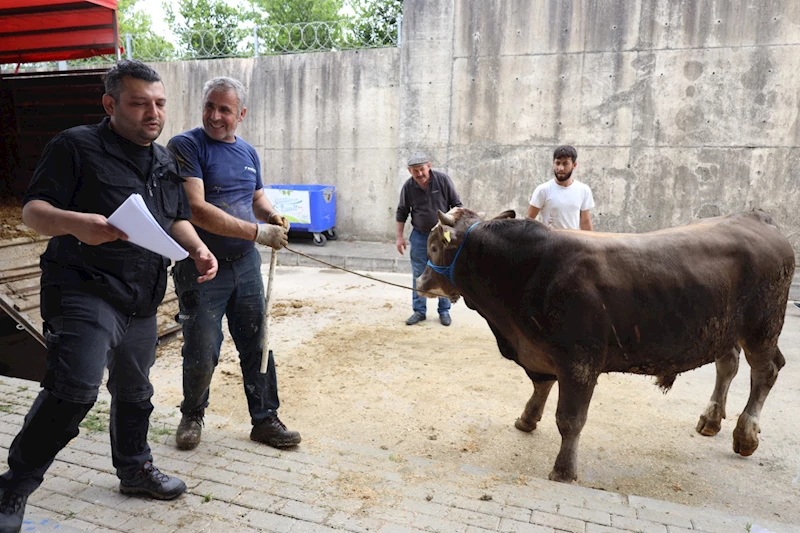 İZMİT BELEDİYESİ MODERN HAYVAN PAZARINA KURBANLIKLAR GELMEYE BAŞLADI