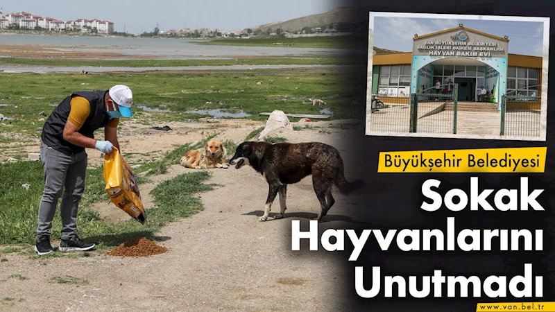 Büyükşehir Belediyesi Sokak Hayvanlarını Unutmadı