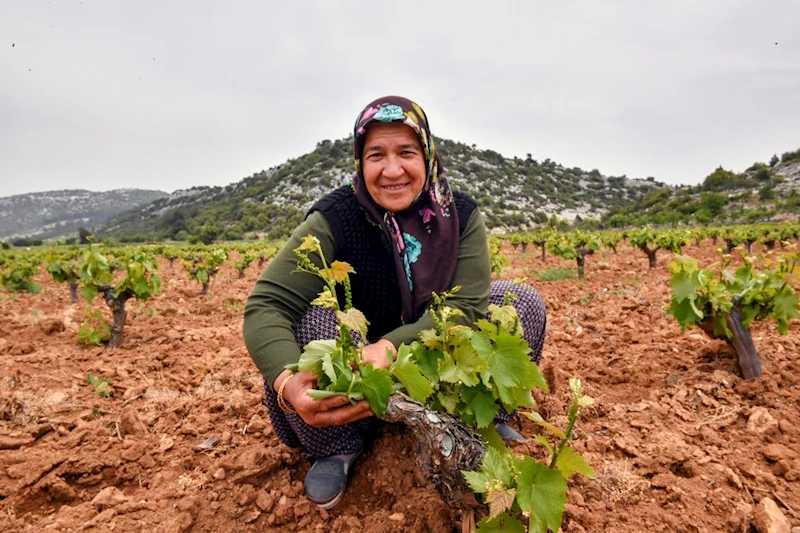 Üreticiler Büyükşehir’le Rahat Nefes Alıyor