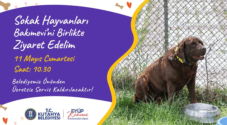 SOKAK HAYVANLARINI YALNIZ BIRAKMIYORUZ