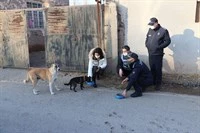 Sokak Hayvanlarına Yönelik Çalışma