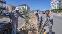 Kepez’den caddelere zeytin peyzajı