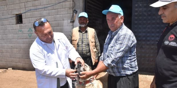 Belediyemiz Çoban Köpeklerini Koruma Altına Alıyor