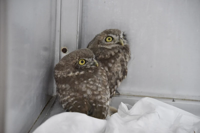 Yaralı kuşlara Büyükşehir şefkati