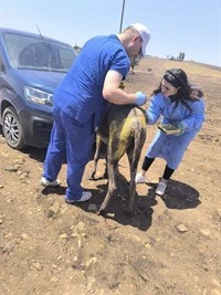 Binlerce yaralı doğa hayvanı, duyarlı veteriner ve sağlık ekibini bekliyor